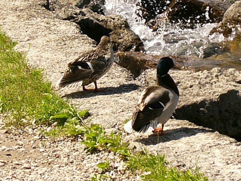 P1020188.jpg