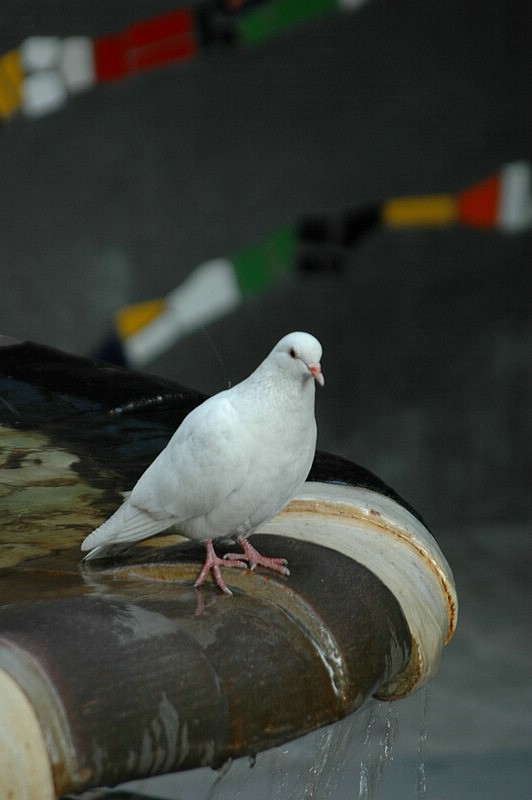 DSC_0134.JPG