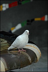 DSC_0134.JPG