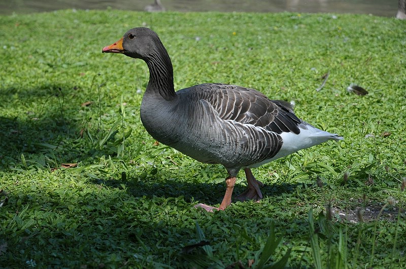 DSC_0680.JPG