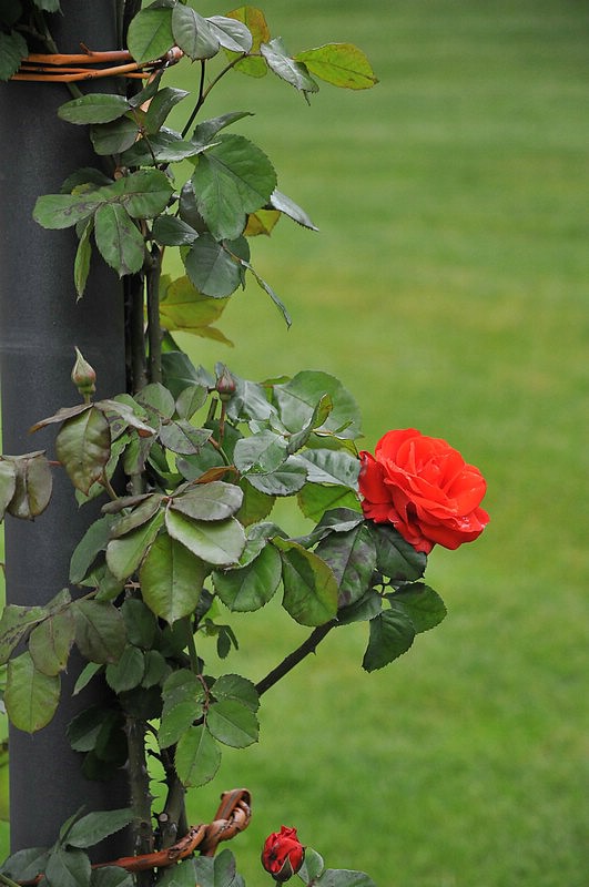 DSC_9868.JPG