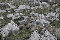 DSC_7484.JPG