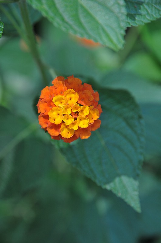 DSC_0861.JPG