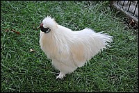 DSC_9673.JPG