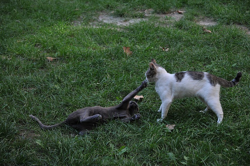 DSC_0791.JPG