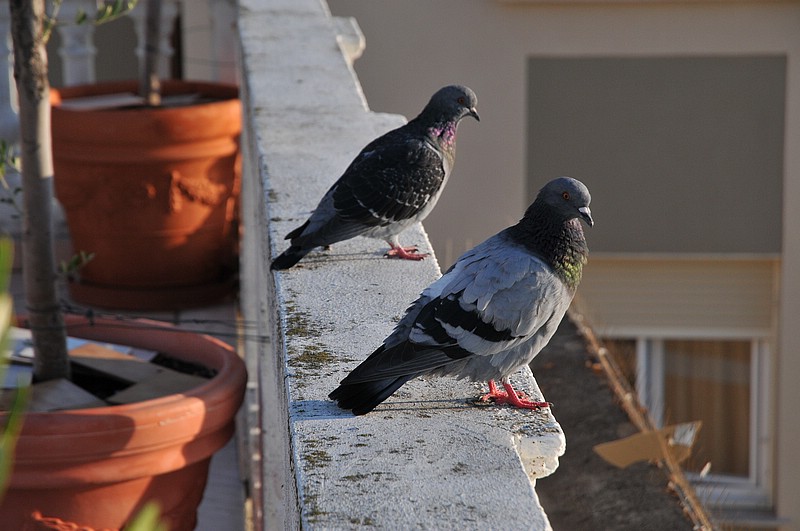 DSC_2338.JPG