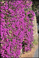 DSC_1463.JPG