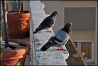 DSC_2338.JPG
