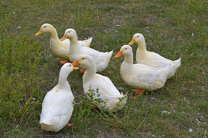 DSC_7499CG.jpg