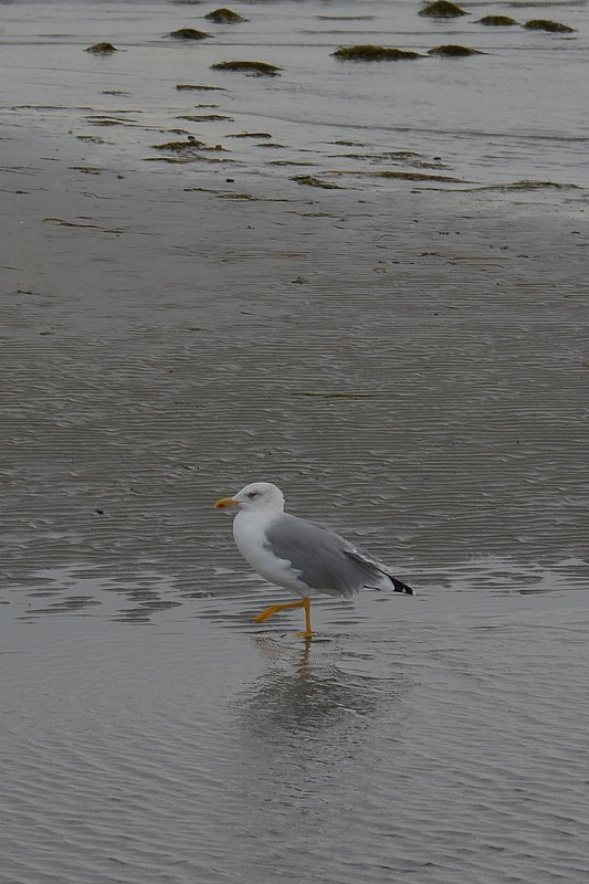 DSC_8699C.jpg