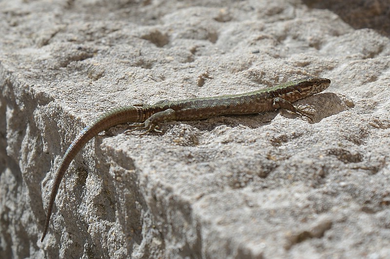 DSC_9197C2.jpg