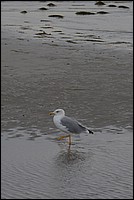 DSC_8699C.jpg