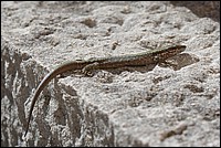 DSC_9197C2.jpg