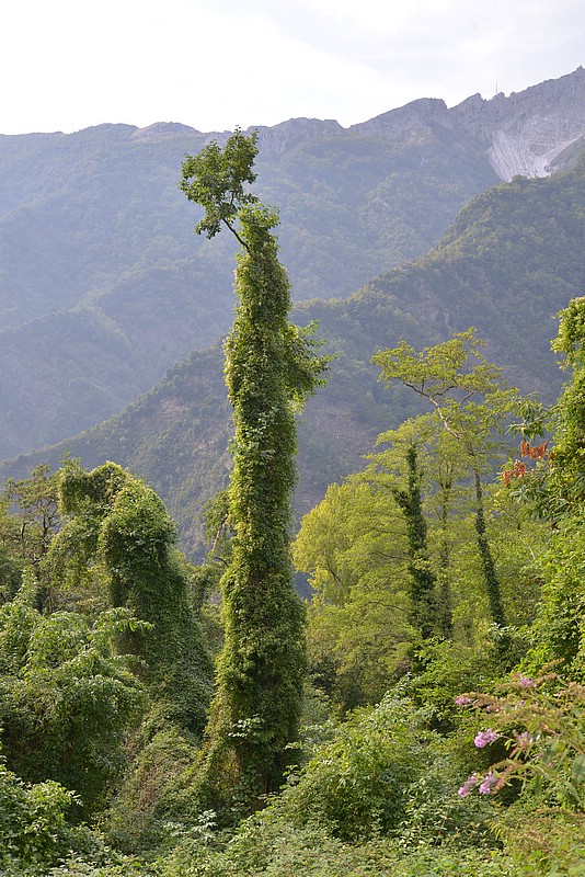 DSC_0823.JPG