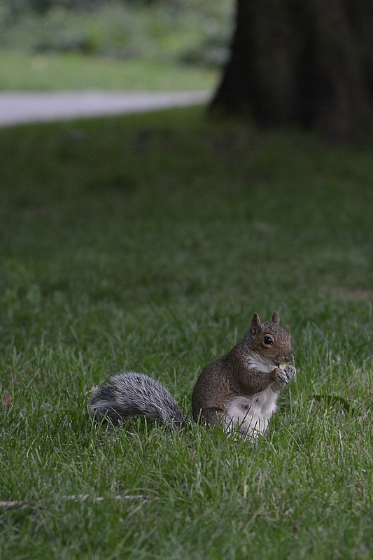 DSC_6500CS.jpg