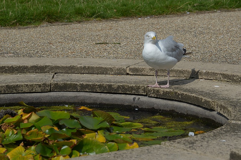DSC_2589C.jpg