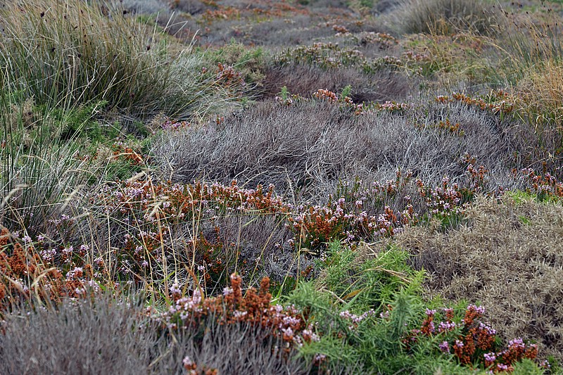 DSC_5134CoK.jpg