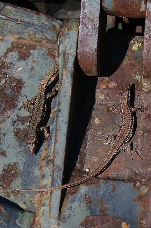DSC_7662C.jpg