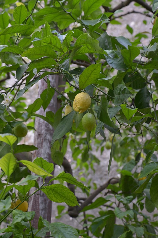 DSC_8011.JPG