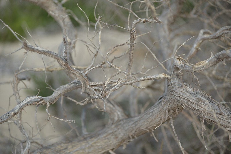 DSC_7501.JPG