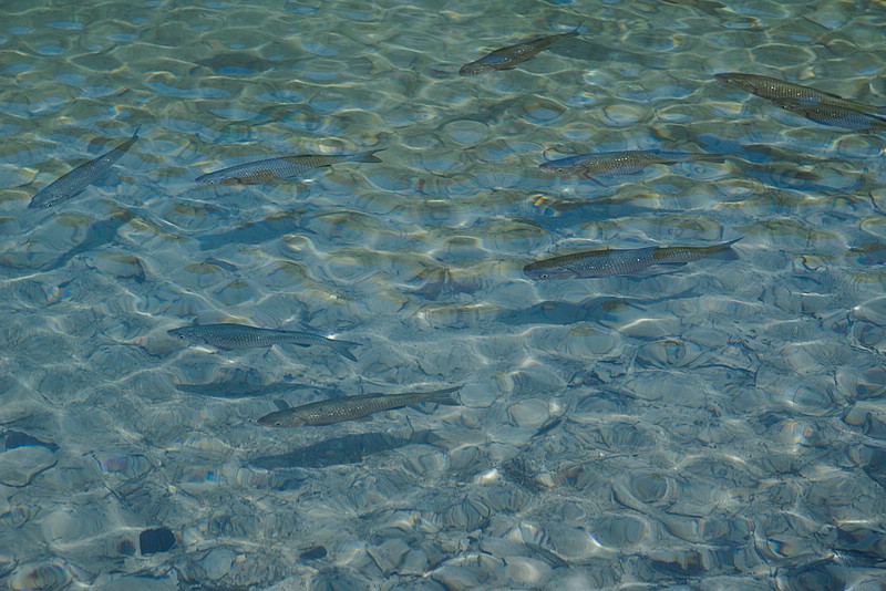 DSC_9838RAW.jpg