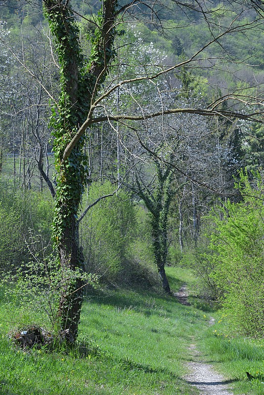 DSC_9849RAW.jpg