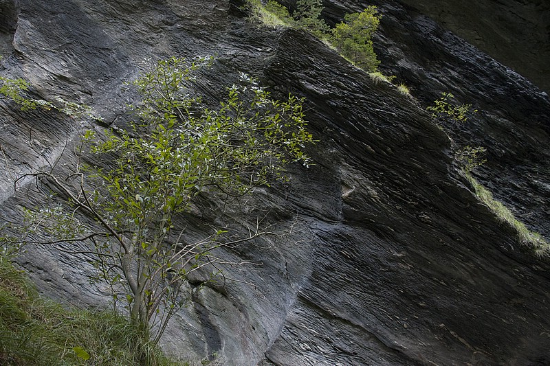 DSC_5654RAW.jpg