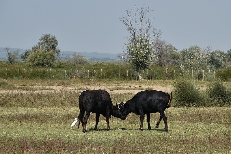 DSC_3482RAW.jpg