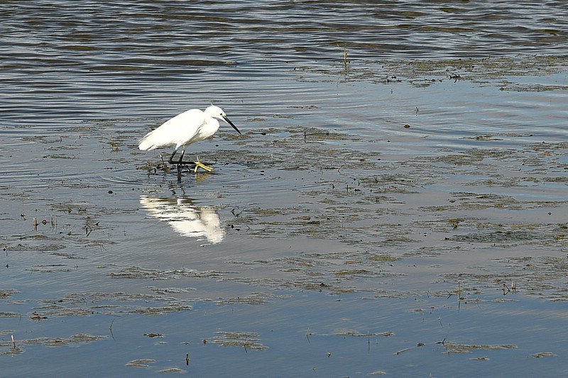 DSC_4647RAW.jpg
