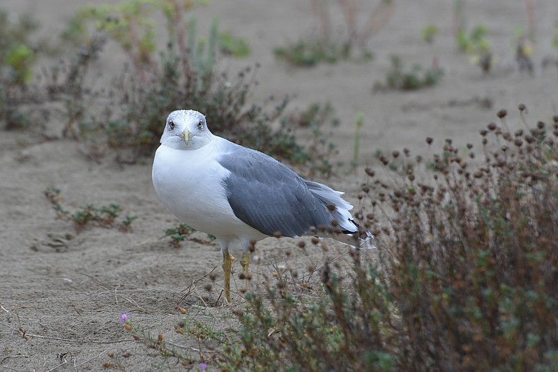 DSC_3600RAW.jpg
