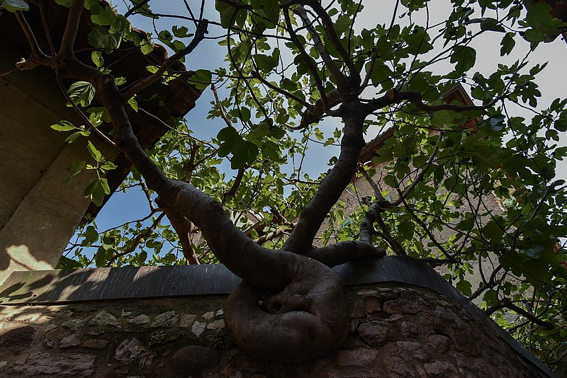 DSC_5938RAw.jpg
