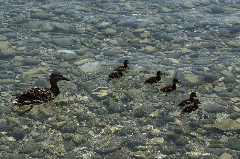 DSC_5957RAW.jpg