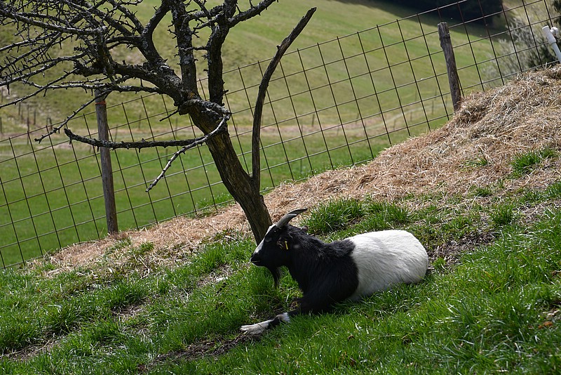 DSC_4826RAW.jpg