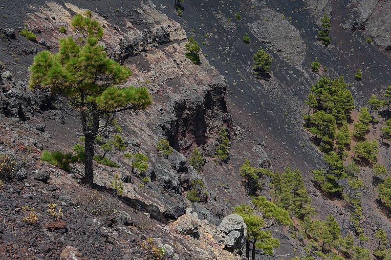 DSC_1438RAW.jpg